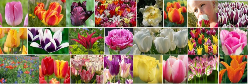 collage-tulipani-800x273