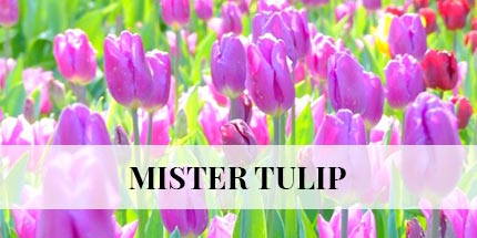 messer-tulipano1